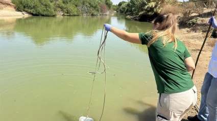 Protocolo de seguimiento en el Parque del Tamarguillo de Sevilla tras hallar gansos muertos por gripe aviar