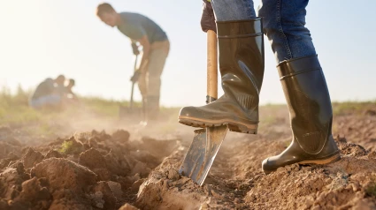 Side view closeup of unrecognizable workers digging soil with shovels and planting crops at vegetable plantation outdoors lit by sunlight, copy space