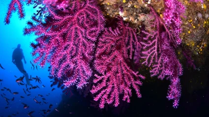 Javier Galán "Burbu", Gerente de Burbujas