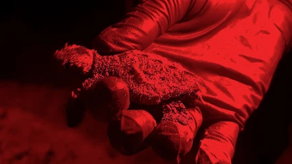 Nenonato de tortuga en la playa de Peñíscola