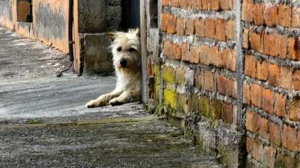 Perro abandonado