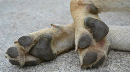 El aumento de abandonos de perros en Cantabria se ha elevado este año