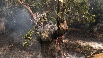 Castaños ardiendo por los incendios de Ourense