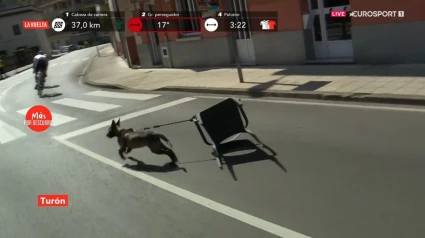 El perro se coló en la carretera arrastrando una silla.