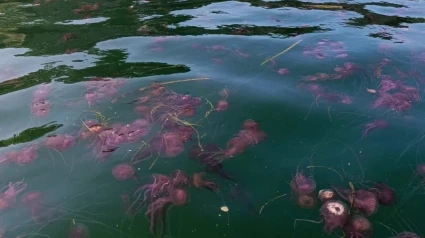 Las anémonas urticantes están extendidas por buen parte de la ría de Ferrol
