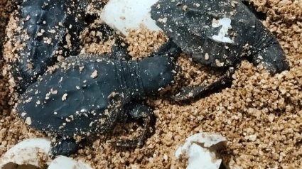 Tortugas marinas nacidas en Palma