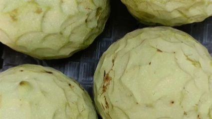 Primeros chirimoyos de la cosecha en tienda