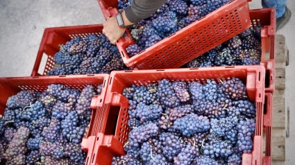 Uvas en cajas Ribeira Sacra
