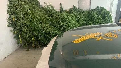 Marihuana intervenida en Ribas de Sil