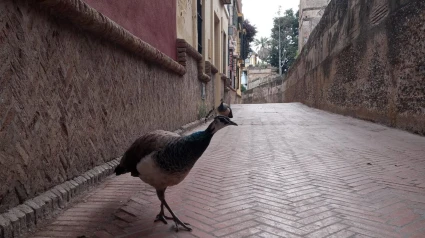 Mantienen abierta la guardería donde han sido hallados tres pavos muertos en Sevilla al descartarse un foco de gripe aviar