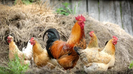 (Foto de ARCHIVO)Varias gallinas y un galloREMITIDA / HANDOUT por GOBIERNO DE ARAGÓNFotografía remitida a medios de comunicación exclusivamente para ilustrar la noticia a la que hace referencia la imagen, y citando la procedencia de la imagen en la firma10/2/2021