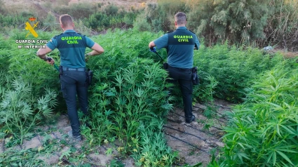 La Guardia Civil detiene a tres personas en El Ejido y desmantela una plantación de marihuana