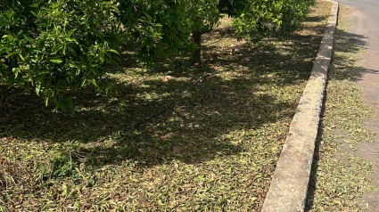 El granizo provocó cuantiosos daños en naranjos del sur de Castellón el 12 de julio