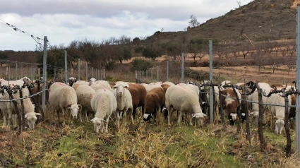 Ovejas pastoreando en un viñedo ecológico de La Rioja: Su impacto en la mejora del suelo