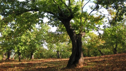 Castaño en la Sierra de Huelva
