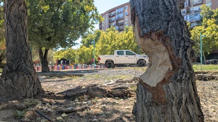Chopo afectado por un castor.