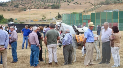 Una tradición con 337 años de historia reúne a ganaderos, vecinos y visitantes en Alcalá