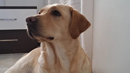 Akira perro guardián