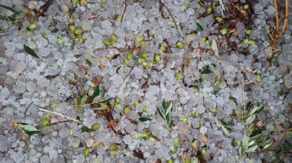 Imagen del granizo caído sobre un cultivo de aceituna