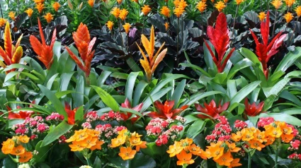 Garden Center ofrece todo tipo de flores y plantas