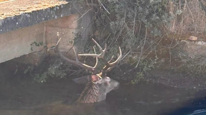 Ciervo en el canal de Pumarejo