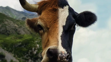 Un montaje que une a la raza asturiana de los valles y frisona