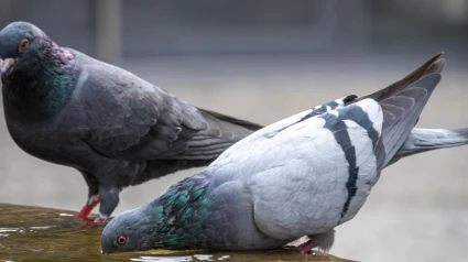El descontrol de las palomas en Mérida