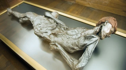 BX6JKM Preserved body of the 2000 year old Grauballe Man, Moesgard Museum of Prehistory, Arhus, Jutland, Denmark, Scandinavia, Europe