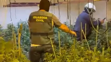 La Guardia Civil desmantela una plantación de marihuana en Porcuna y detiene a dos vecinos