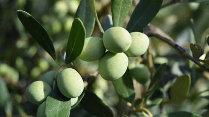 Las III Jornadas Oleícolas de COPE Jaén contarán con la participación de Carmen Martínez, Directora de la Oficina de Transferencia de Resultados de Investigación de la Universidad de Jaén