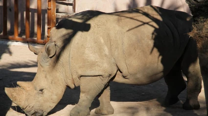 Chiqui, en su hábitat en Terra Natura