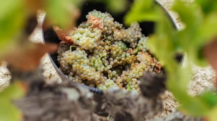 La vendimia avanza en Rioja con la mirada puesta en el cielo