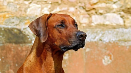 Perro