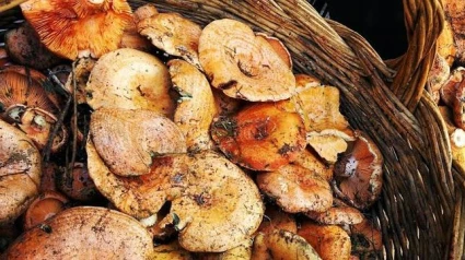 bolets