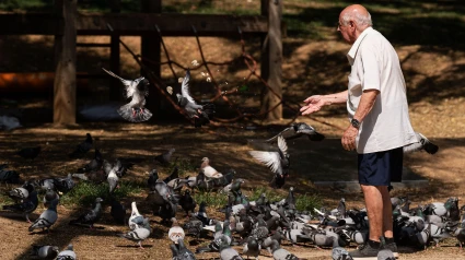 Un jubilado alimenta palomas en un parque cerca de la Sagrada Familia durante una ola de calor en Barcelona