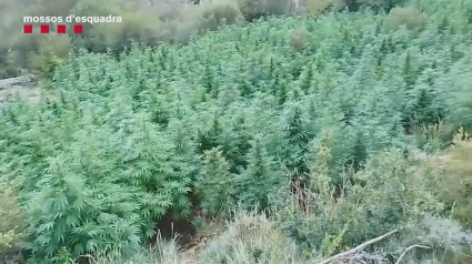 La plantació de marihuana enmig d'un bosc del Pallars Jussà