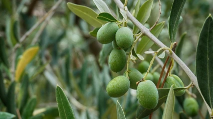 Olivar jiennense