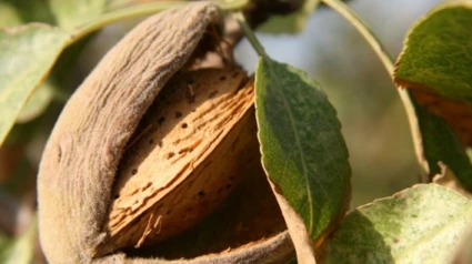 Almendra