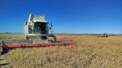 Siega de arroz en la Albufera.La Asociación Valenciana de Agricultores (AVA-ASAJA) ha lanzado este lunes un grito de SOS para las variedades tradicionales del arroz: "Se perderán en breve si las autoridades europeas y españolas no cambian el sistema de registros y aprueban el uso de soluciones fitosanitarias que sean verdaderamente eficaces para combatir el hongo de la piricularia con todo el patrimonio etnológico, cultural y gastronómico que ello comporta", que "incluye el plato más internacional" la paella valenciana con arroz redondo".COMUNIDAD VALENCIANA ESPAÑA EUROPA VALENCIA ECONOMIAAVA-ASAJA