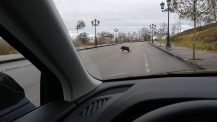 Jabalí en la carretera