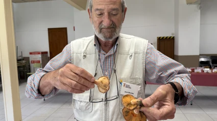 El micòleg Joan Montón mostra rovellons bons per al consum humà i a la seva mà dreta un de dolent.