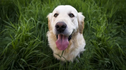 Perro