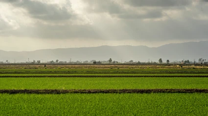 Arrozales en el Delta del Ebro, Cataluña