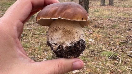 Boletus
