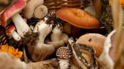 No es conveniente recoger setas muy maduras. Pueden tener alterado su sabor y resultar indigestas.