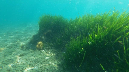 El sorprendente efecto positivo de la desaladora de Marbella: “Ha mejorado algo que nadie esperaba”