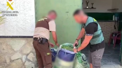 Dos detenidos en Sevilla por el robo de 30 toneladas de aceitunas y maquinaria agrícola en el Aljarafe