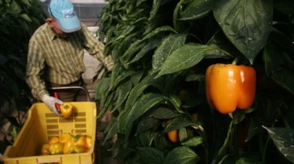 Cultivo de pimiento