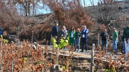 La conselleira do Medio Rural revisa algunas zonas de viñedo afectadas por los incendios