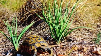 Imagen de una tortuga mora en el campo de Lorca
